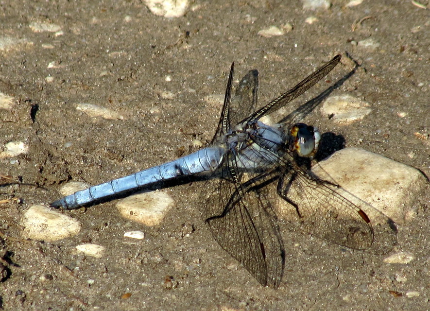 Orthetrum brunneum - pataki pásztorszitakötő
