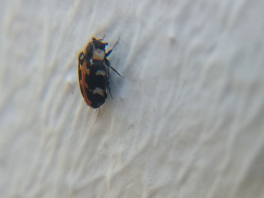 Anthrenus scrophulariae - nagy múzeumbogár