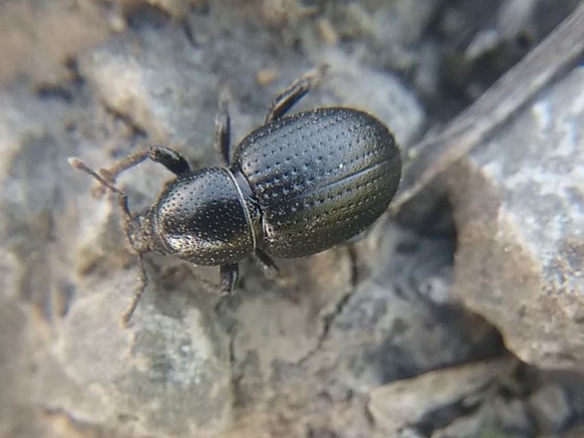 Psallidium maxillosum - fekete barkó