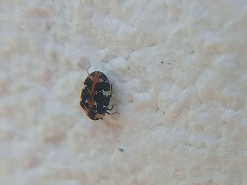 Anthrenus scrophulariae - nagy múzeumbogár