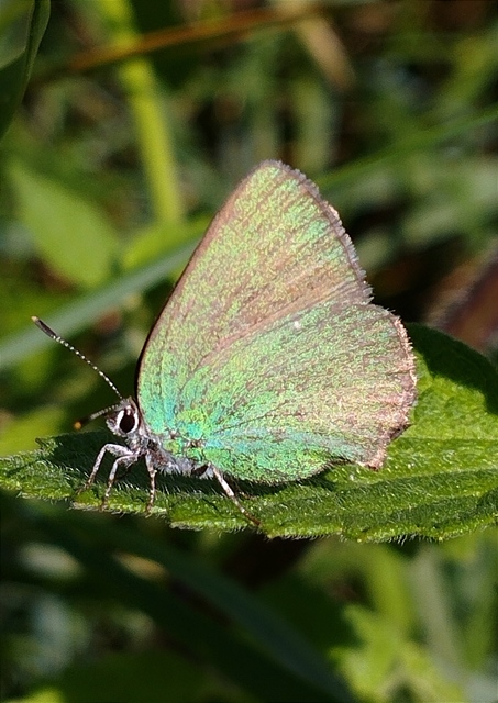 Callophrys rubi - zöldfonákú lepke