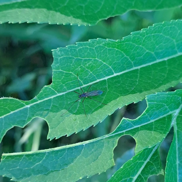 Diptera - Kétszárnyúak