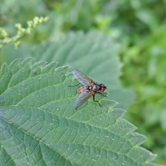 Diptera - Kétszárnyúak