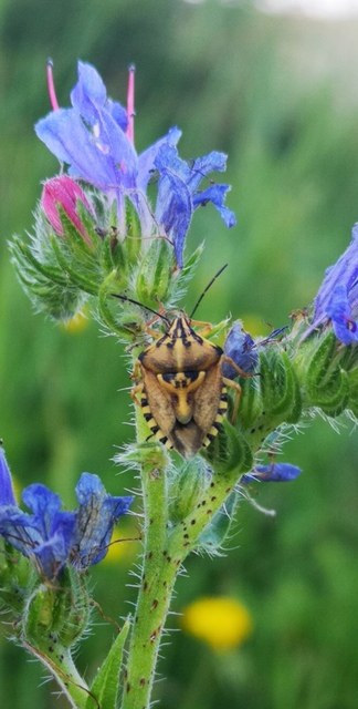 Carpocoris Carpocoris