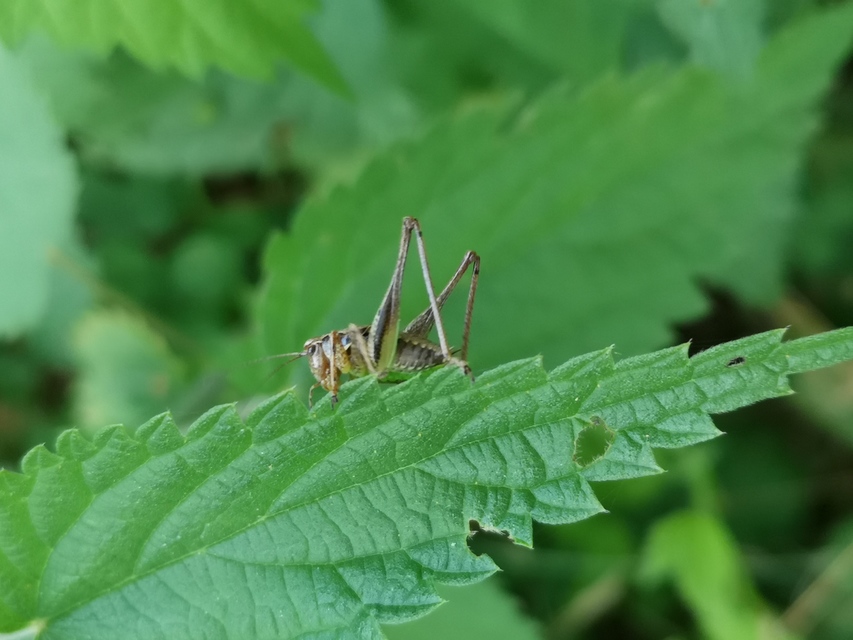 Pholidoptera griseoaptera - szürke avarszöcske