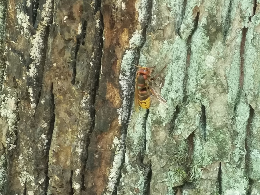 Vespa crabro - lódarázs