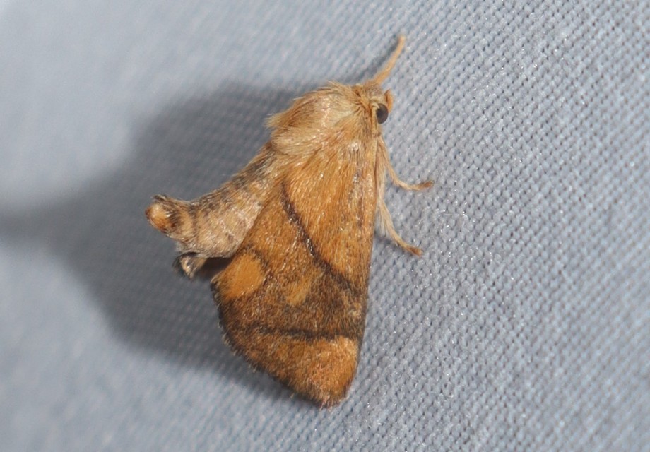 Apoda limacodes - kagylólepke