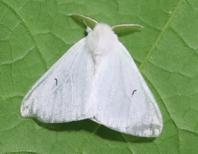 Arctornis l-nigrum - L-betűs gyapjaslepke