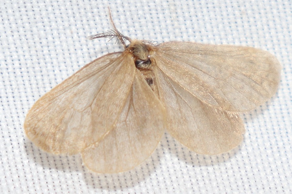 Bijugis bombycella - alkonyati zsákhordólepke