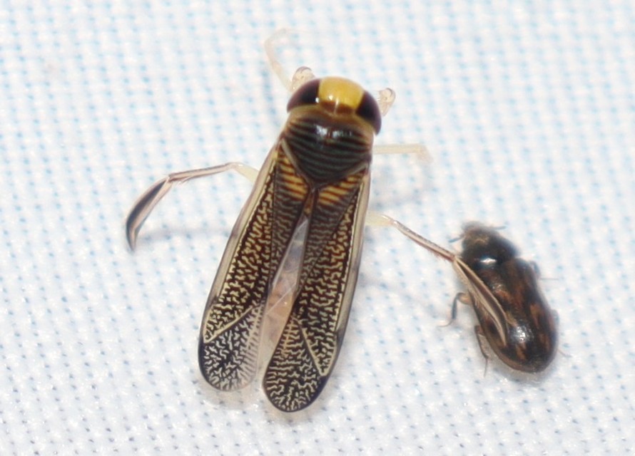 Corixidae - búvárpoloskák Corixidae - búvárpoloskák