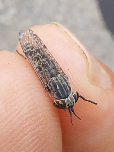 Haematopota