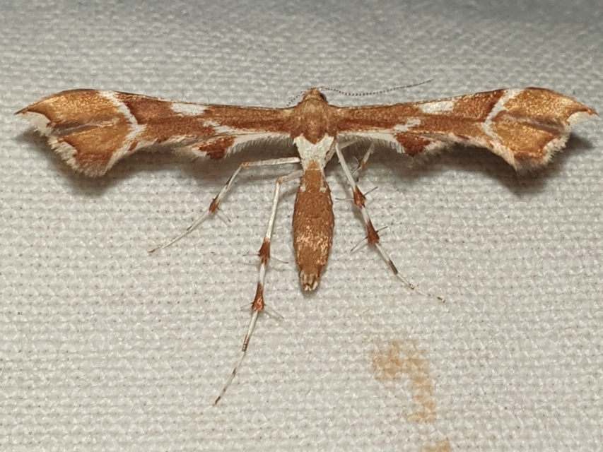 Cnaemidophorus rhododactyla - rózsabogyó-tollasmoly Cnaemidophorus rhododactyla - rózsabogyó-tollasmoly