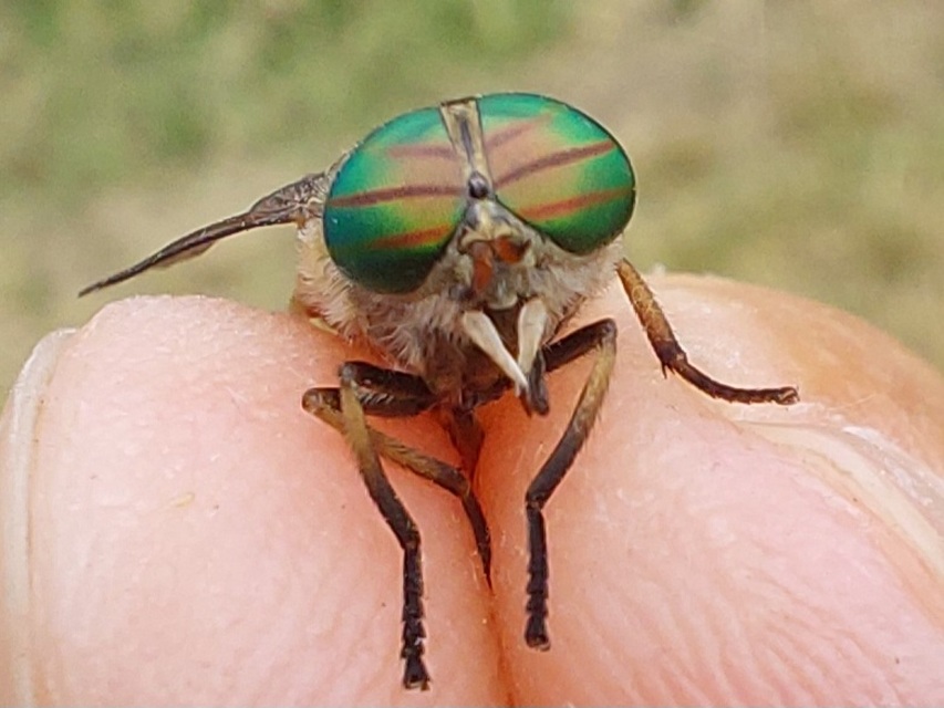 Tabanidae - böglyök