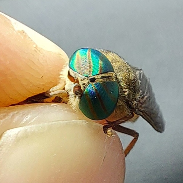 Tabanidae - böglyök