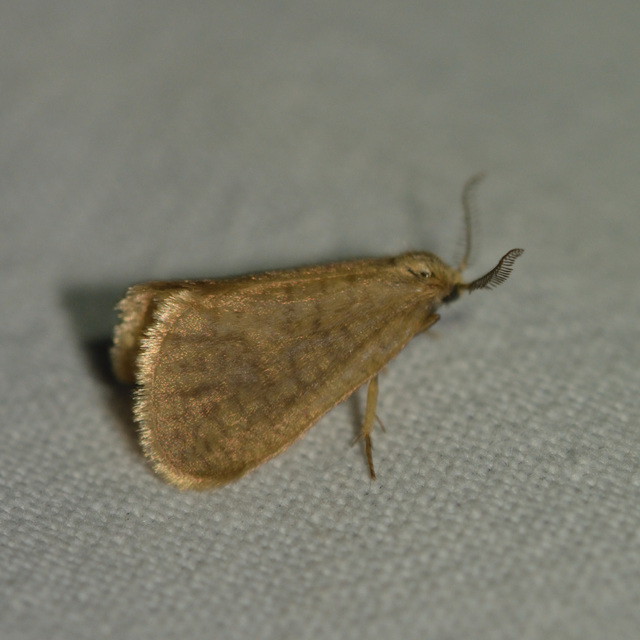 Bijugis bombycella - alkonyati zsákhordólepke