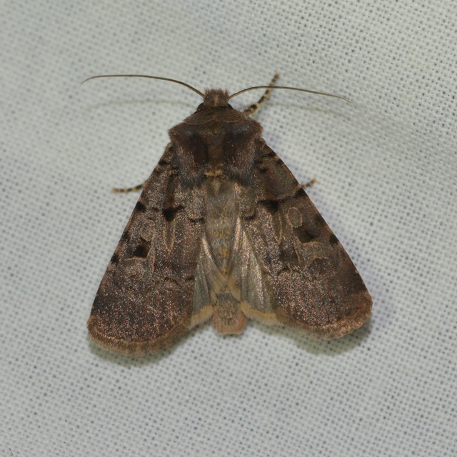 Chersotis rectangula - barna földibagoly