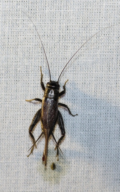 Eumodicogryllus bordigalensis - bordói tücsök