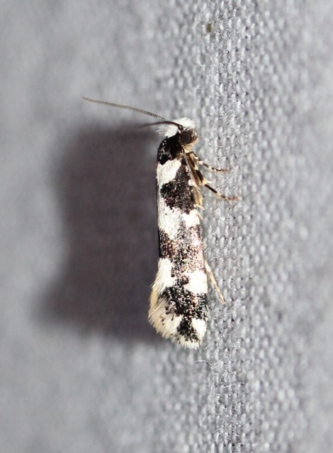 Neurothaumasia ankerella - magyarmoly
