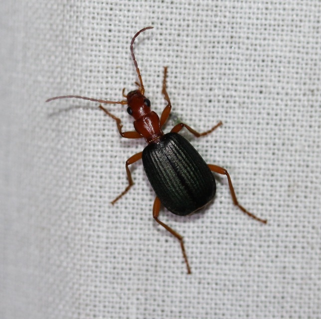 Brachinus ejaculans - bordás pöfögőfutó