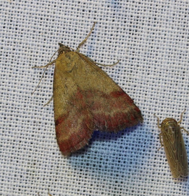 pirossávos bagoly - Phytometra viridaria