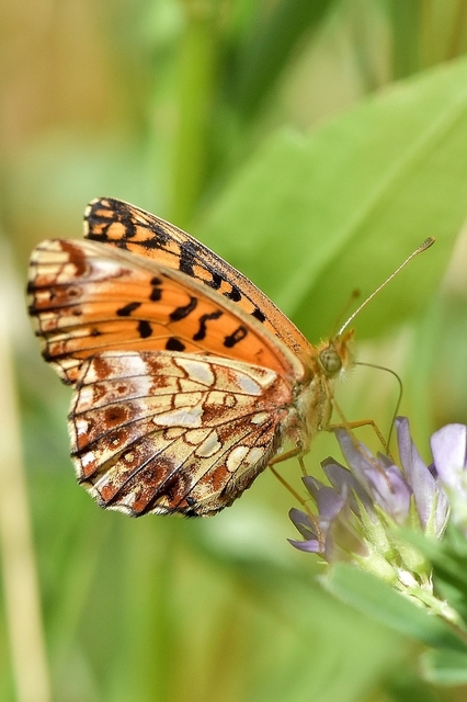 Boloria dia - kis gyöngyházlepke Boloria dia - kis gyöngyházlepke