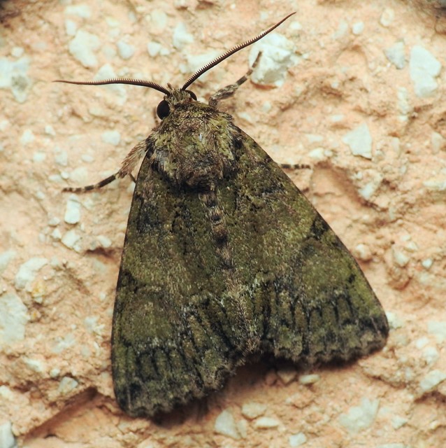 Polyphaenis sericata - selyemfényű erdeibagoly