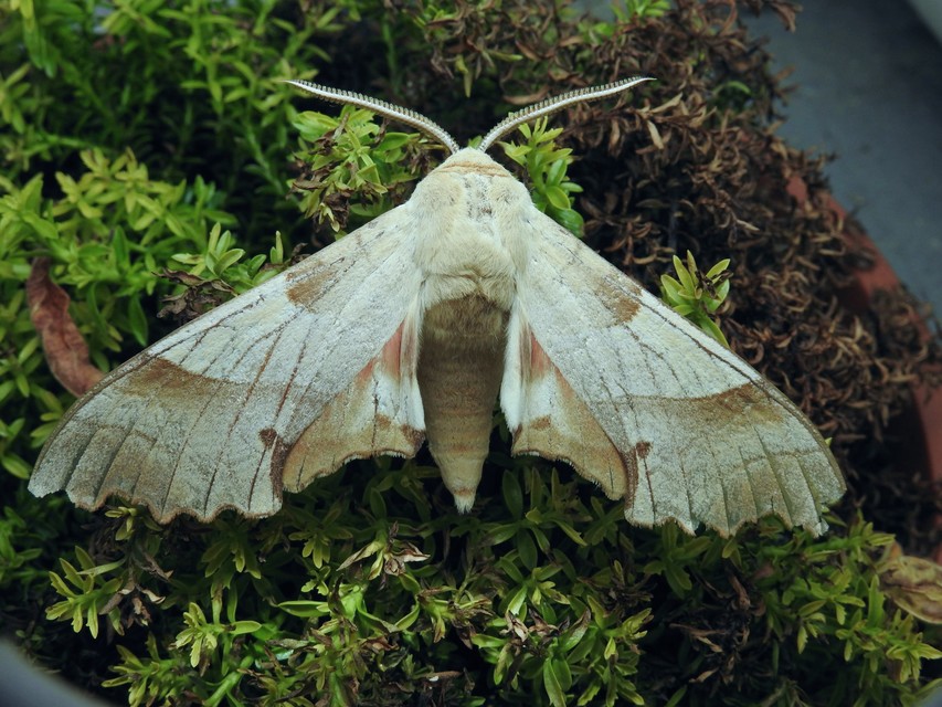 Marumba quercus - tölgyfaszender
