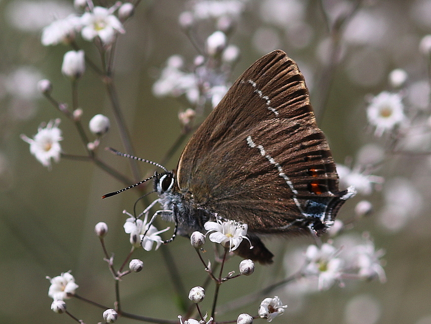 Satyrium spini - kökény-csücsköslepke