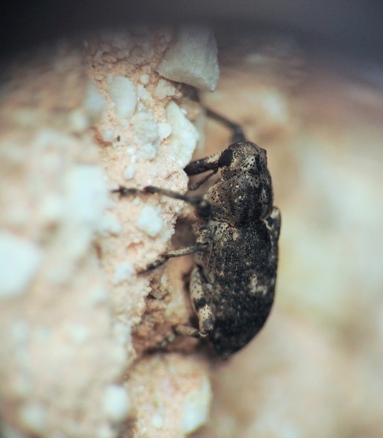 Gasterocercus depressirostris - laposorrú ormányos
