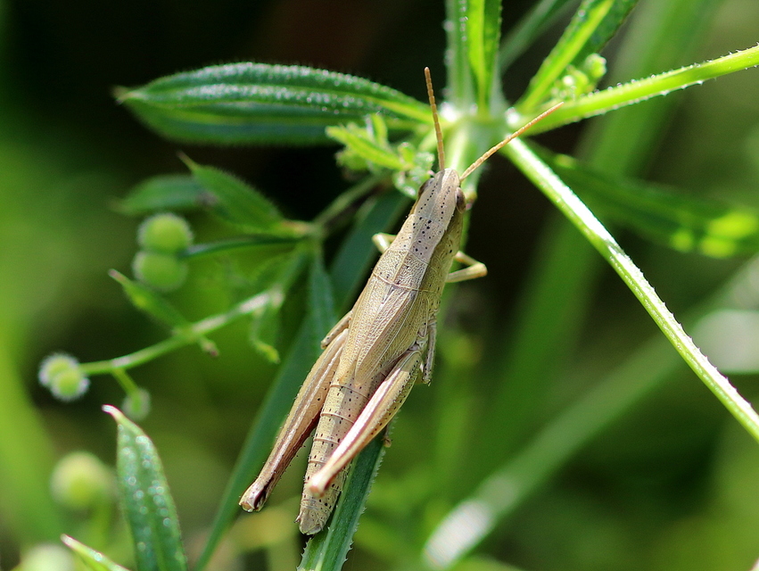 Chrysochraon dispar - aranyos sáska
