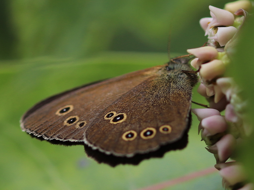 Aphantopus hyperanthus - közönséges ökörszemlepke