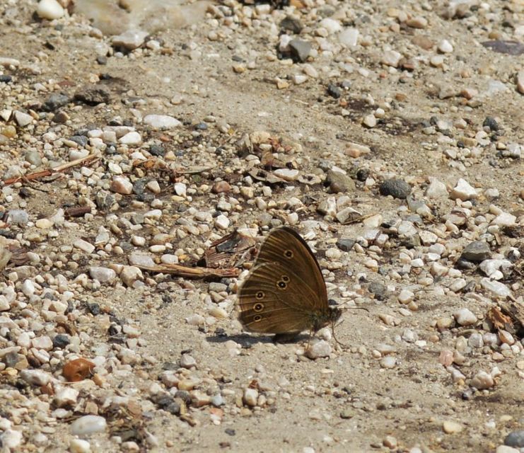 Aphantopus hyperanthus - közönséges ökörszemlepke
