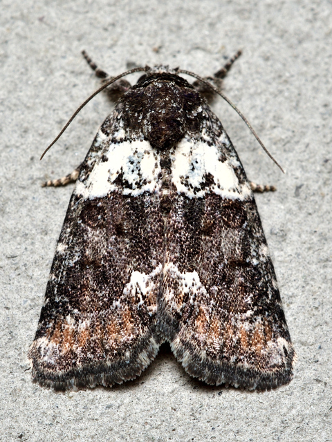 Bryophila ereptricula - fekete zuzmóbagoly
