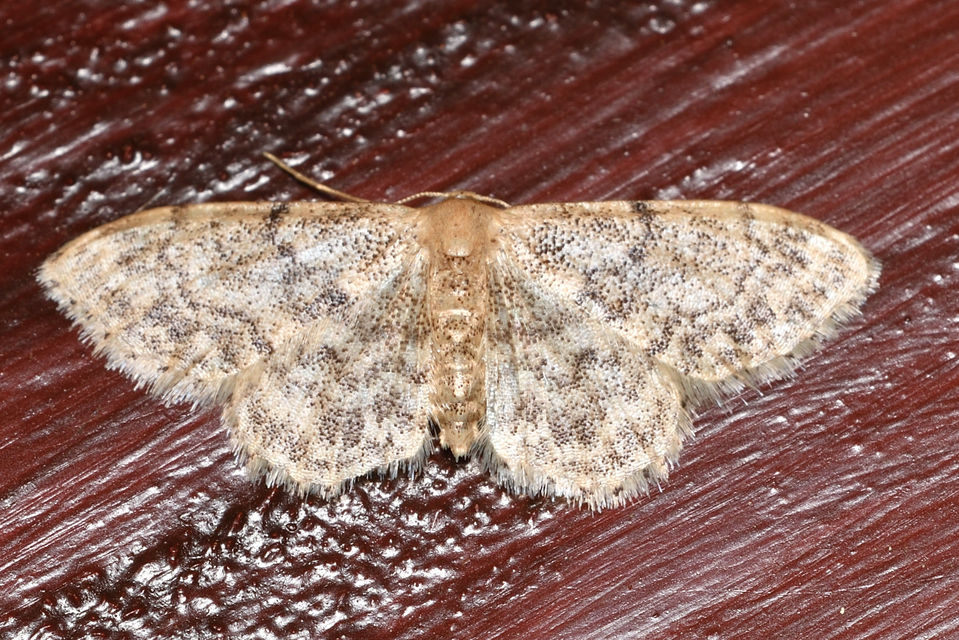 Idaea inquinata - mintás apróaraszoló