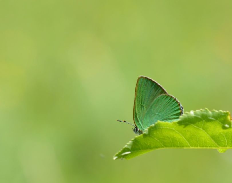 Callophrys rubi - zöldfonákú lepke