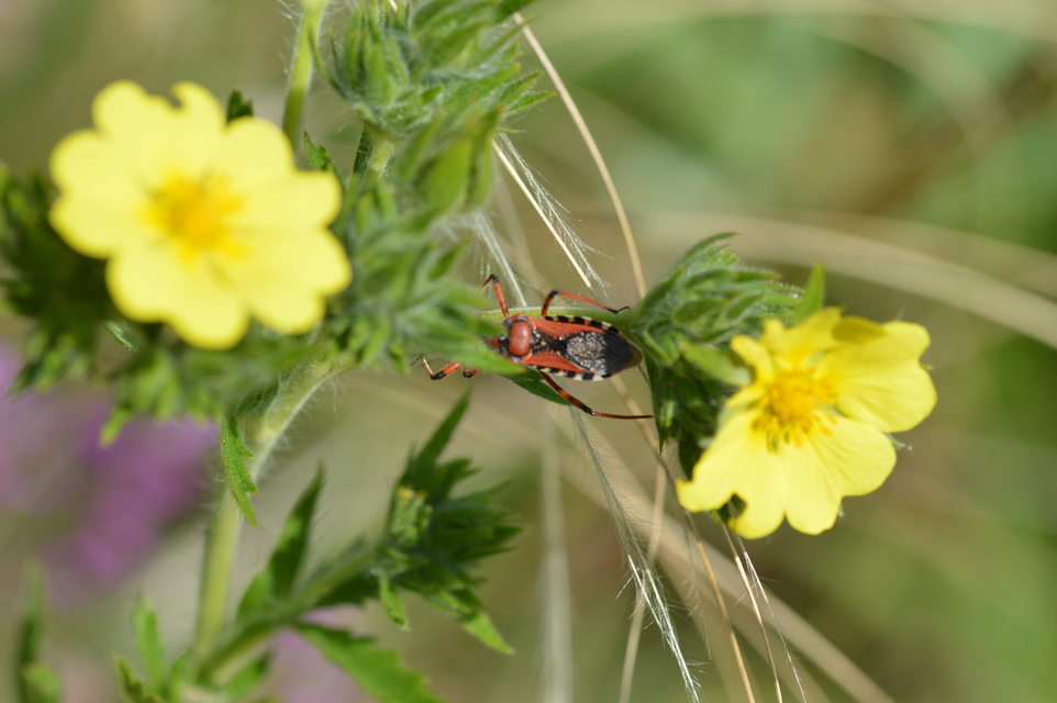 Rhynocoris iracundus - közönséges gyilkospoloska