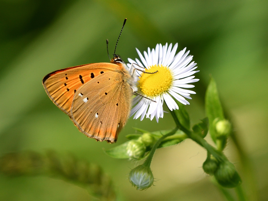 Lycaena virgaureae - arany-tűzlepke