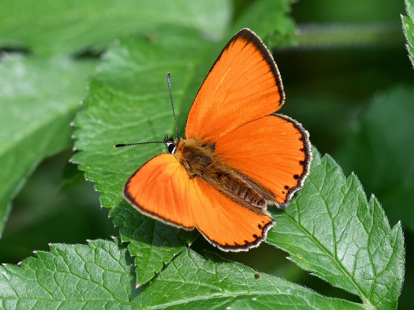 Lycaena virgaureae - arany-tűzlepke