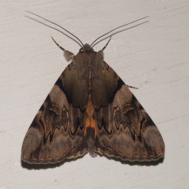 Catocala fulminea - galagonya-övesbagoly