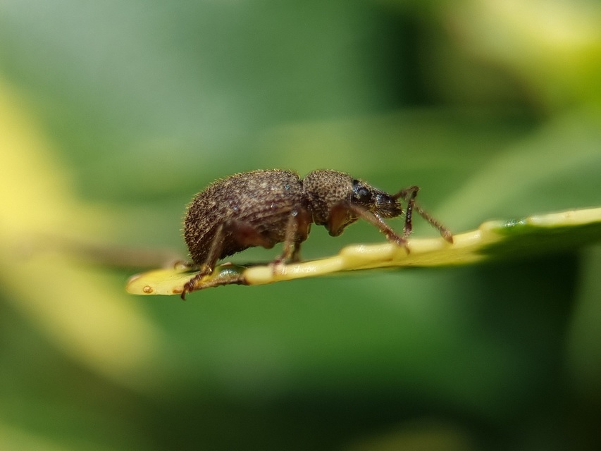 Otiorhynchus hystrix - sörtés gyalogormányos