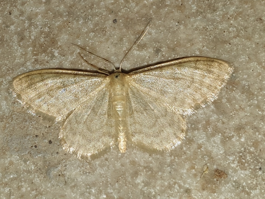 Idaea dilutaria - napvirág-apróaraszoló