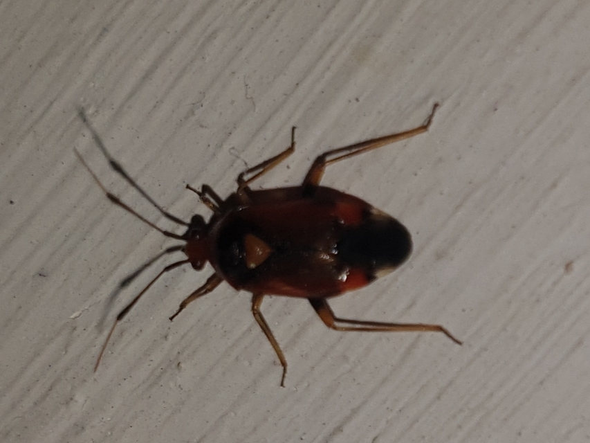 Deraeocoris ruber - vöröses mezeipoloska