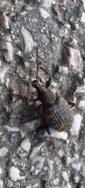 Otiorhynchus sulcatus - szálkás gyalogormányos