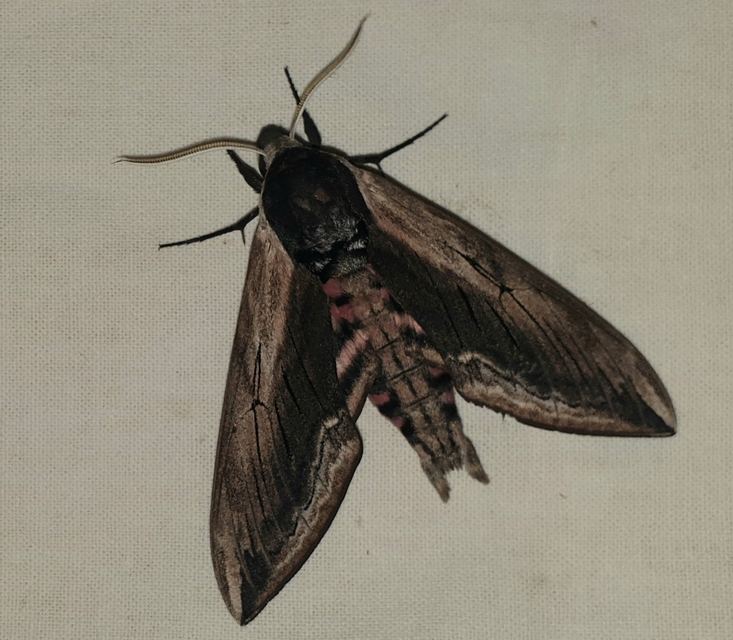 Sphinx ligustri - fagyalszender
