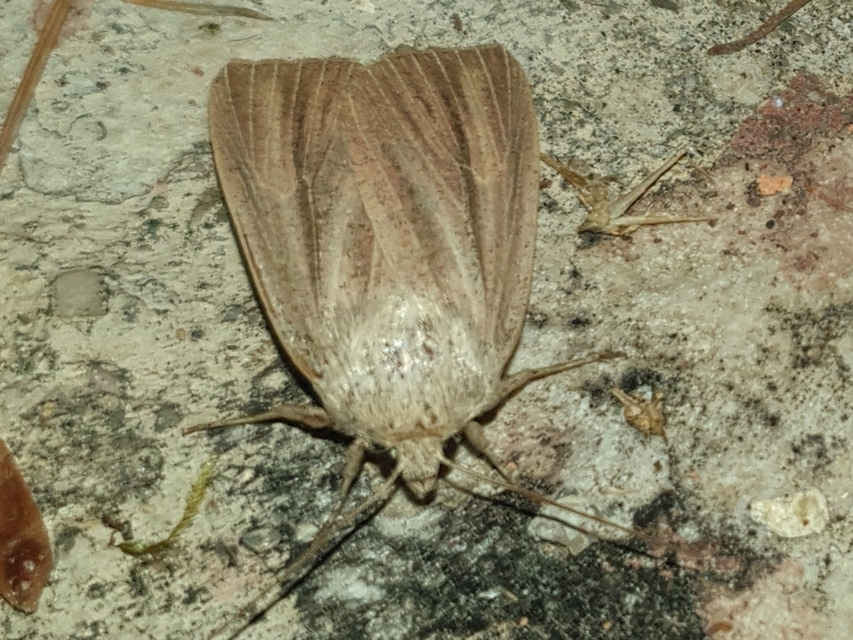 Mythimna pudorina - vörös rétibagoly