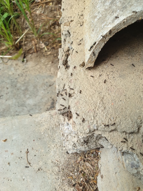 Tetramorium