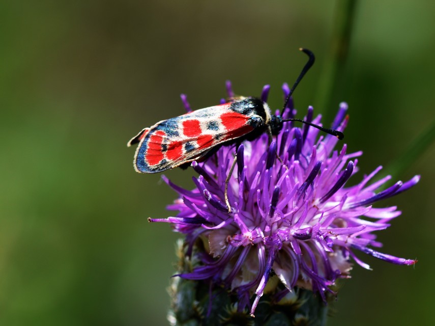 Zygaena carniolica - fehérgyűrűs csüngőlepke