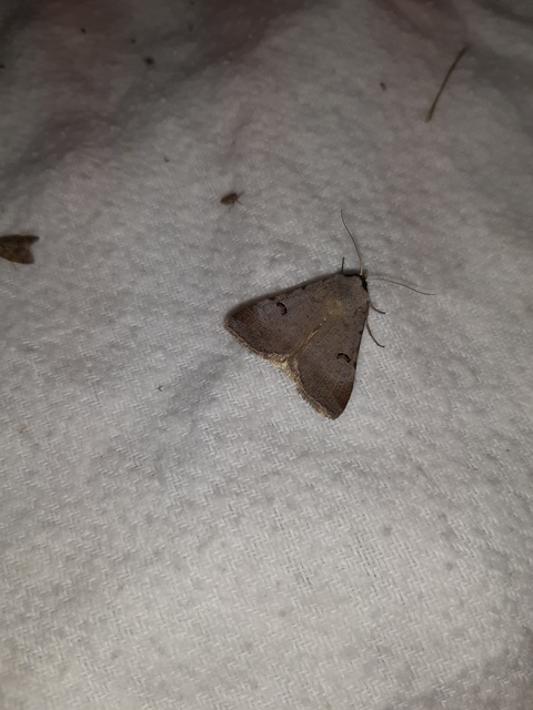 gyakori csüdfűbagoly - Lygephila craccae