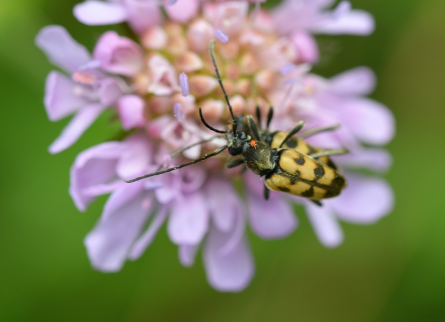 Pachytodes erraticus - rajzos virágcincér