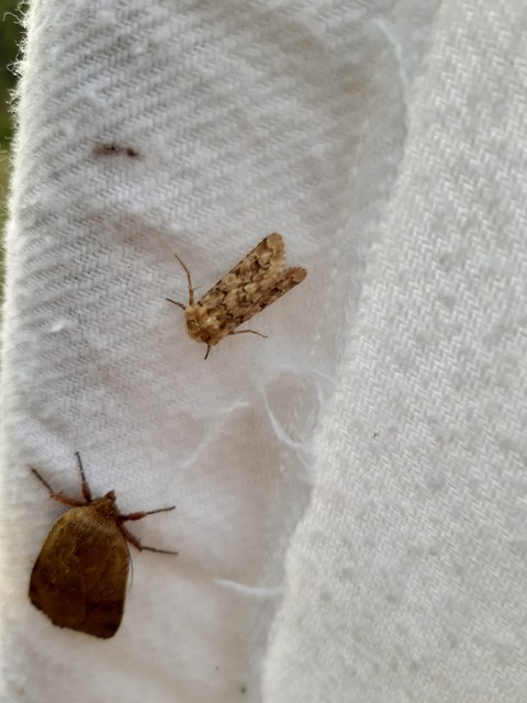 homoki szegfűbagoly - Hadena irregularis